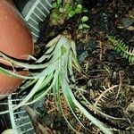 Tillandsia paucifolia Frunză