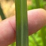 Paspalum quadrifarium Leaf