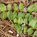 Veronica officinalis Foglia