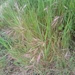 Bromus racemosus 葉