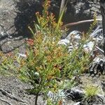 Erica comorensis Hábito