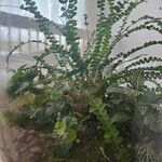 Asplenium viride Листок