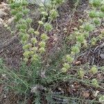 Sideritis leucantha Fulla