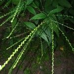 Verbena urticifolia Хабит
