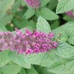 Teucrium hircanicum Flower