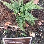 Polystichum makinoi Yaprak