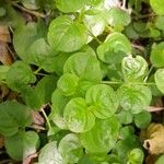 Lysimachia nummularia Leaf