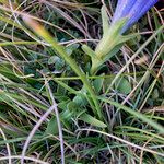 Gentiana acaulis Leaf