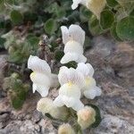 Antirrhinum molle പുഷ്പം