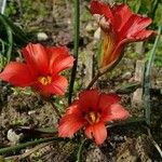 Romulea unifolia Flower