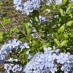 Plumbago auriculata Flower