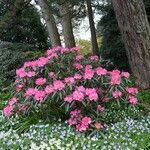 Rhododendron degronianum Habitus