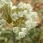 Allium paniculatum Blüte