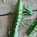 Euphorbia trigona Yaprak