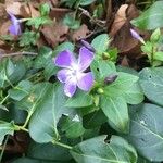 Vinca majorKvet