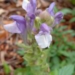 Scutellaria alpina Blüte