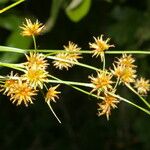 Rhynchospora holoschoenoides Flower