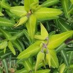 Euphorbia lathyris Fuelha