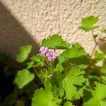 Geranium rotundifoliumফুল