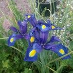 Iris xiphium Blomst