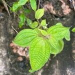 Miconia crenata Folla