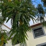 Cassia ferruginea List