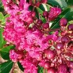 Lagerstroemia indica Flower