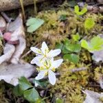 Coptis trifolia Flor
