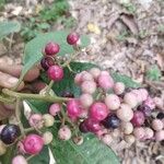 Ardisia compressa Fruit
