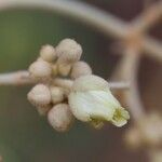 Schinziophyton rautanenii Flor