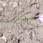 Linum tenuifoliumLeaf