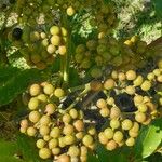 Leea guineensis Fruit