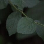 Prunus japonica 葉