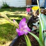 Gladiolus communis Yaprak