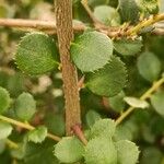 Myrsine africana Ekosanga