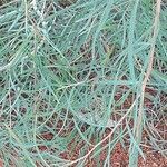 Melaleuca phoenicea Lapas