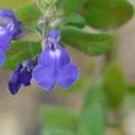 Salvia chamaedryoides Цвят