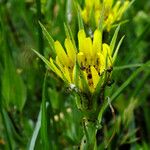 Tragopogon dubius Květ