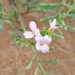 Cakile maritima 花