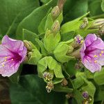 Mirabilis multiflora Хабит