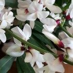 Retama raetam Fleur