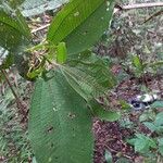 Miconia elata Leaf