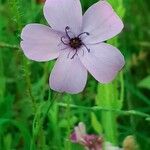 Eudianthe coeli-rosa Flower