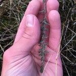 Genista anglica Blad