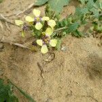 Enarthrocarpus clavatus പുഷ്പം