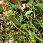 Paronychia fastigiata Кора