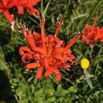 Nerine sarniensis Flower