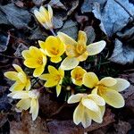 Crocus chrysanthus Blüte