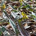 Erythronium umbilicatum 花