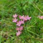 Centaurium erythraeaFleur